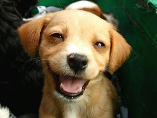 Kā izskatās tavs suņa prieks?