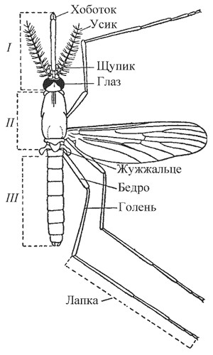 Ваш любимый звук?