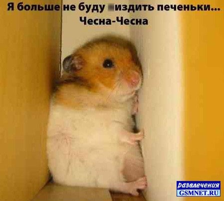 каких домашних питомцев вы бы хотели иметь?