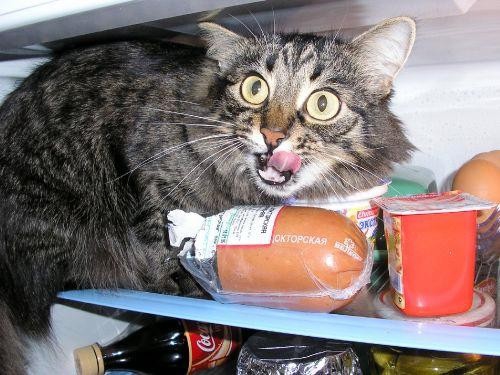 А что у тебя сейчас в холодильнике? =P