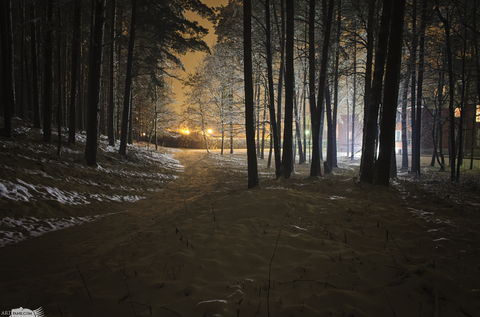Ночь, зима, снег, свет фонарей сквозь ветви деревьев...