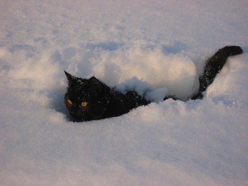 Покажите кота или котов которые перебираются через снег?