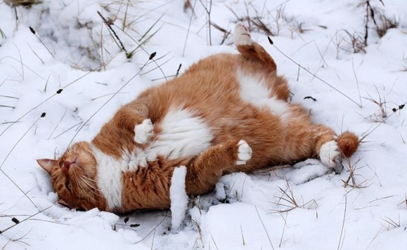 Покажите кота или котов которые перебираются через снег?