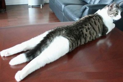 вот такой кот