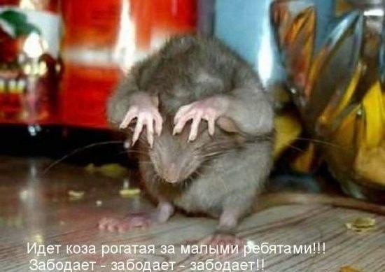 Ваши любимые животные (братья наши меньшие) КТО ОНИ ???