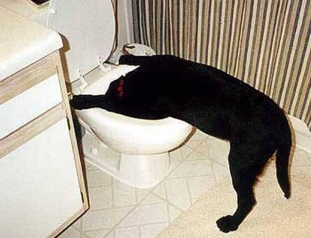 mm..kaada pirmsweetku sajuuta jums?!