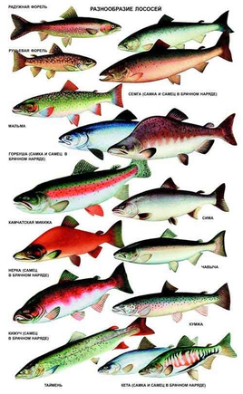 Покажите разные виды лосося? без повторов пожалуйста