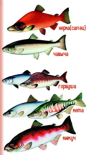 Покажите разные виды лосося? без повторов пожалуйста