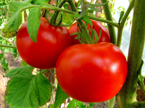 Покажите самые вкусные помидоры? ; )