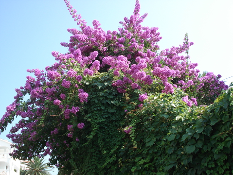  flora i fauna