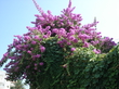 flora i fauna