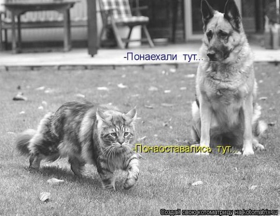Как вы любите иностранцов?