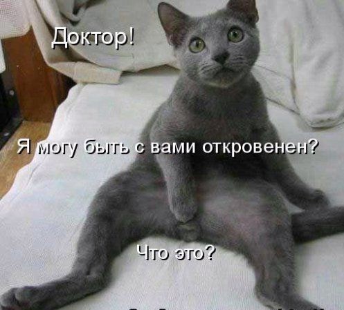 Kāda ir kaķa mīļākā poza?