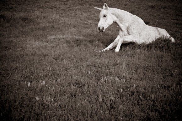 Vai vari ielikt savu mīļāko zirga vienradža (unicorn) bildi lai priecētu acis?