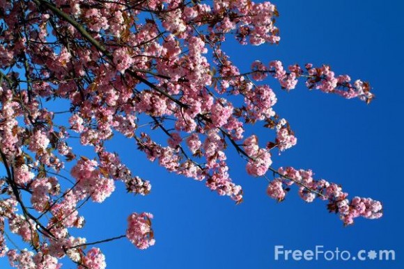 Visvairāk atmiņā palikusī smarža no pavasara, kāda bilde to visvairāk raksturo?