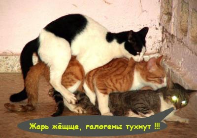 Фото смешных котов сюда!!!