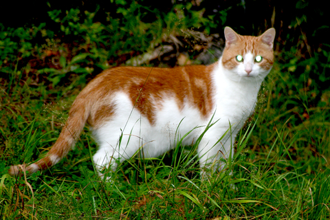 Котэ