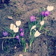 Spring ^^
