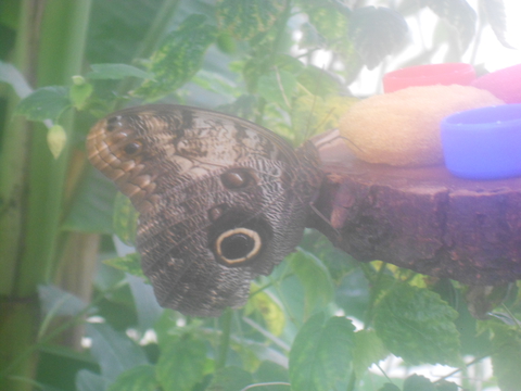 Бабочка в Ботаническом саду.
