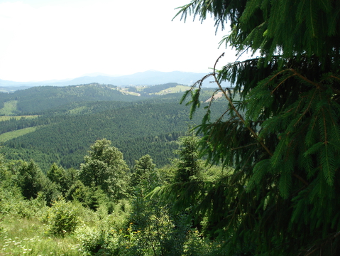 bucovel