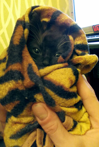 личинка моей котеньки.Флэшка (: