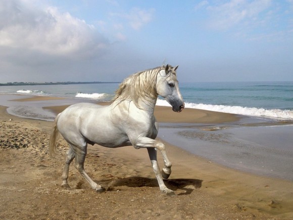 Красивого коня или лошадь красивую можете показать?
