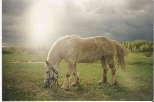 Красивого коня или лошадь красивую можете показать?