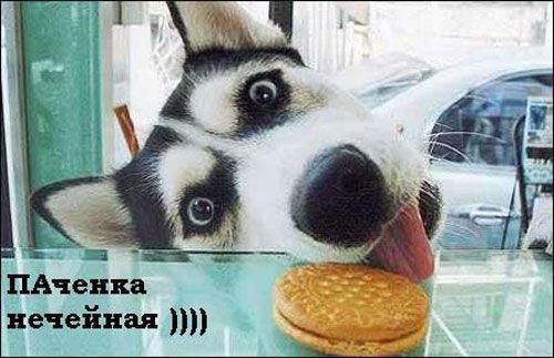 Как вы думаете что собаки видят во снах?))