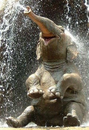 Как выглядит счастливый слон?