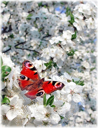 покажите красивые фотки весны))