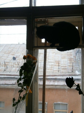 Питер, кот Проша и вид на крышу соседнего дома..