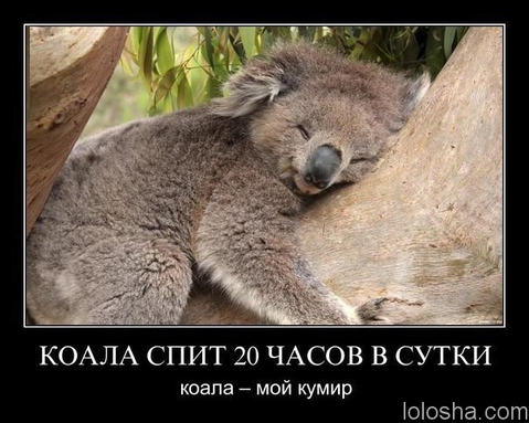 Покажите Вашего кумира?