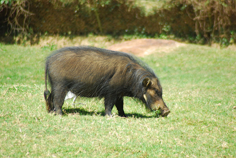 Как выглядит самая большая свинья, животное из семейства свиней?