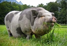 Как выглядит самая большая свинья, животное из семейства свиней?