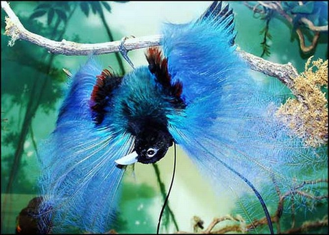 Которая из райских птиц самая красивая?