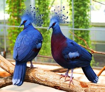 Которая из райских птиц самая красивая?