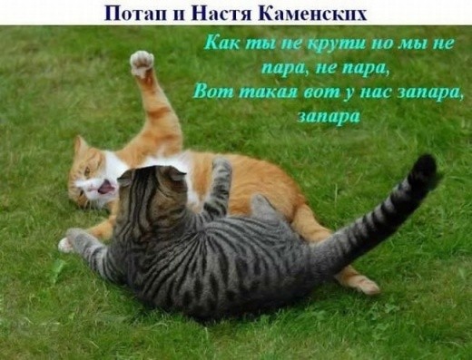 Когда вы злитесь, на какого животного вы похожи?