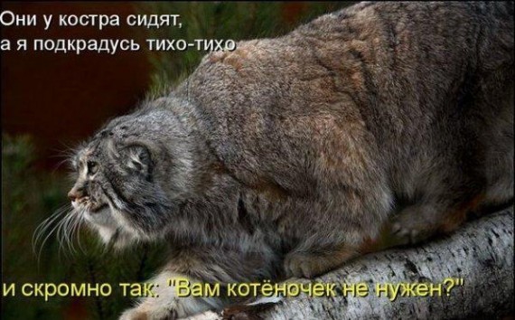 Когда вы злитесь, на какого животного вы похожи?