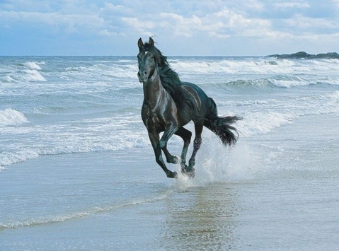 Покажите красивую картинку лошади?