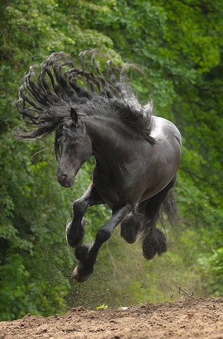 Покажите красивую картинку лошади?