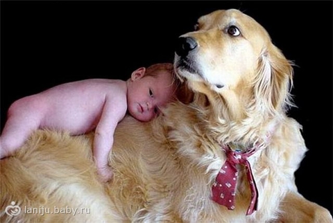Какую породу собак:Вы считаете самой доброй,активной,не прихотливой,в подарок ребенку?