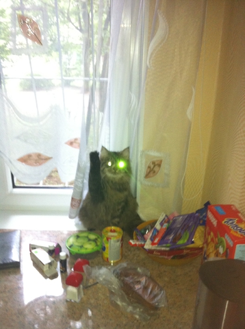 кошка зигу кидает