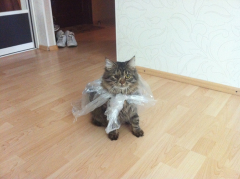 супер-кошка