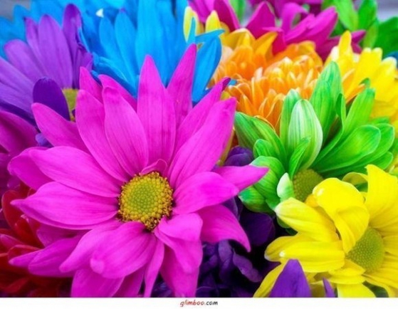 какие цветы вы считаете самыми красивыми? 