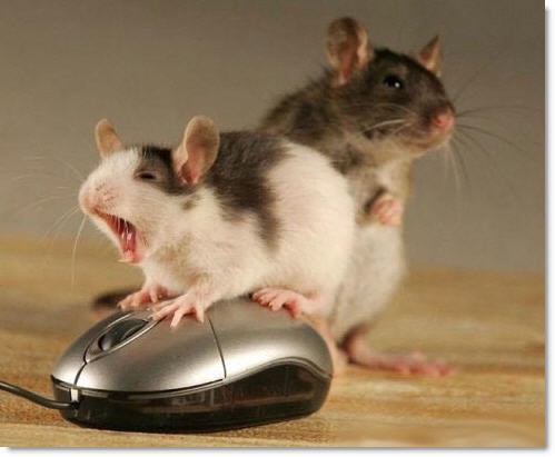 А у вас какая мышь?