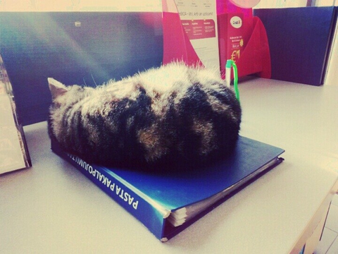 котэйка :3