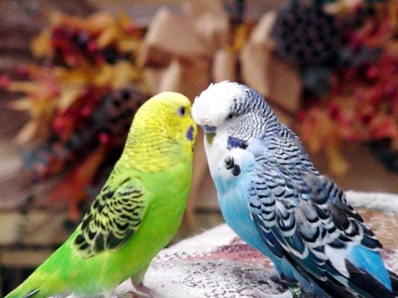 какие попугаи вам больше по душе?