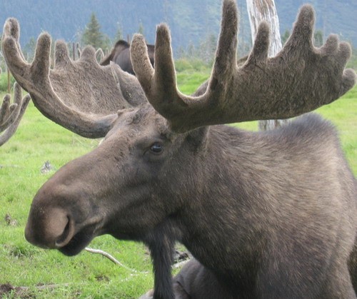 есле бы тебе дали волю сменить государственный флаг и нарисовать своё,то что бы и ты на нём нарисовал?