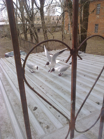 завел себе птиц, пока только за окном :D