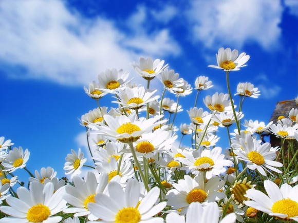 А какой у вас любимый полевой цветок?